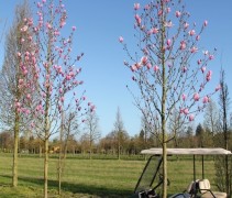 Magnolia Galaxy hoogstam bomen
