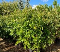 Clethra alnifolia - Schijnsels - 4