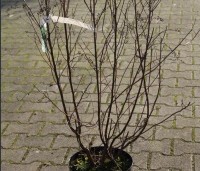 Clethra alnifolia - Schijnsels - 5