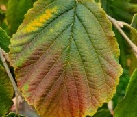 Hamamelis x int. 'Jelena' - Toverhazelaar - 1