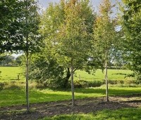 Amelanchier arborea 'Robin Hill' - Amerikaans krentenboompje - september blad