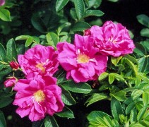 Bottelroos 'Rubra', bosplantsoen
