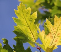Quercus rubra 'Boltes Gold'