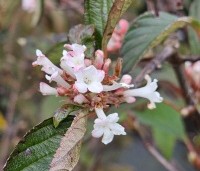 Viburnum bodnantense 'Charles Lamont' - Winterbloeiende Sneeuwbal 'Charles Lamont' - 2