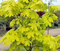 Acer platanoïdes Princeton Gold 
