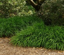 Hakonechloa