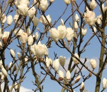 Magnolia soulangeana 'Lennei Alba' 