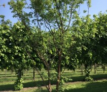 acer griseum x nikoense, papieresdoorn