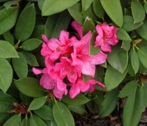 Rhododendron 'Anna Rose Whitney'