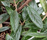 Viburnum 'Pragense' - Sneeuwbal 'Pragense' - 1