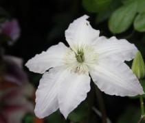 Bosrank 'Gladys Picard' klimplant met witte bloemen