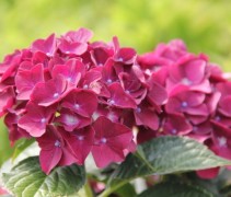 Hortensia Forever & Ever Purple met prachtige 'bloembollen'