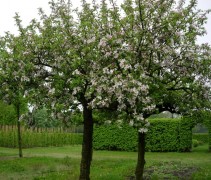 Dakvorm Malus 'Elstar'