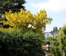 Laburnum Vossii