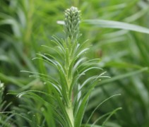 Liatris spicata bloem in knop