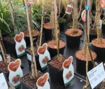 Juglans regia 'Buccaneer'