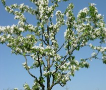 Malus baccata 'Street Parade' bloem