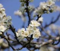 Prunus domestica Opal
