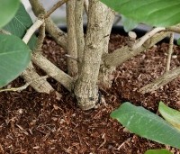 Magnolia sargentiana - Groot blad en grote bloem. Magnolia Sargentiana - 7