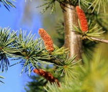 Cedrus deodara Robusta Glauca