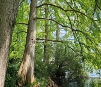 Taxodium distichum - Moerascypres - 10