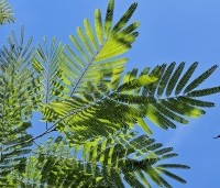 Albizia julibrissin - Perzische slaapboom - 1