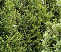 Ilex maximowicziana 'Kanehirae' - Impala hulst - voor middelhoge hagen zeer geschikt