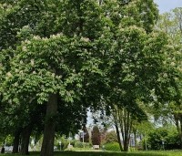 Aesculus hippocastanum - Witte paardenkastanje - 4