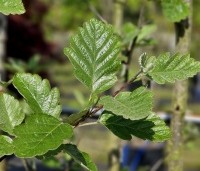 Sorbus intermedia - Lijsterbes - 1