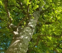 Fagus sylvatica - Groene beuk - 2