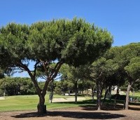 pinus pinea - Parasolden - 9