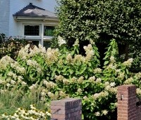 Hydrangea paniculata 'Kyushu' - Pluimhortensia 'Kyushu' - 1