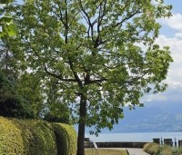 Juglans nigra - Zwarte Notenboom - 6
