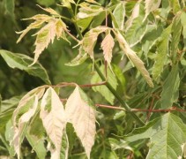 Acer negundo Variegatum, tweekleurig blad