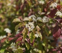 Cornus sanguinea 'Winter Beauty' - Kornoelje 'Winter Beauty' - 3