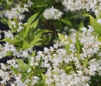 Deutzia gracilis - Bruidsbloem gracilis - 1