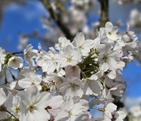 Prunus x yedoensis  - Yoshinokers - 4