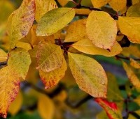 Nyssa sylvatica - Zwarte tulepoboom - 1