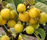 Malus 'Golden Hornet' - Sierappel 'Golden Hornet' - 1