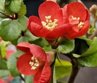 Chaenomeles japonica - Japanse sierkwee -Crimson voorjaarsbloei