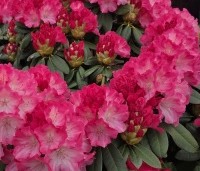 Rhododendron yakushimanum 'Fantastica' - Rododendron 'Fantastica' - 1