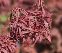 Acer palmatum 'Jerre Schwartz' - Japanse Esdoorn 'Jerre Schwartz' - 2