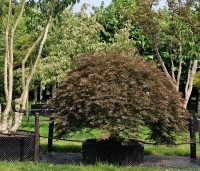 Acer palmatum 'Inaba-shidare' - Japanse Esdoorn 'Inaba-shidare' - 3