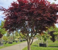 Acer palmatum 'Bloodgood' - Japanse esdoorn - 2