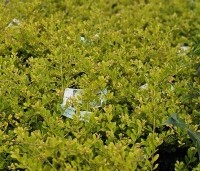 Ilex crenata 'Golden Gem' - Japanse hulst 'Golden Gem' - 2