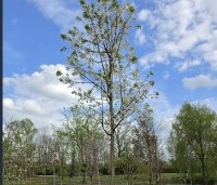 Prunus avium 'Plena' - Dubbele sierkers - 2