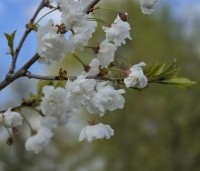 Prunus avium 'Plena' - Dubbele sierkers - 1