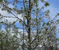 Prunus avium 'Plena' - Dubbele sierkers - 3