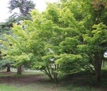 Acer palmatum
