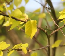 Betula pendula Golden Cloud